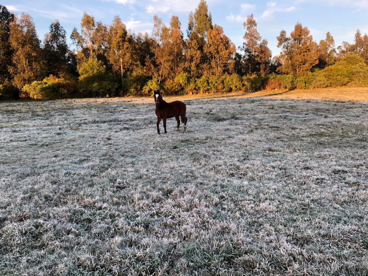 Previsão do tempo para Erechim (RS): Veja temperaturas do dia